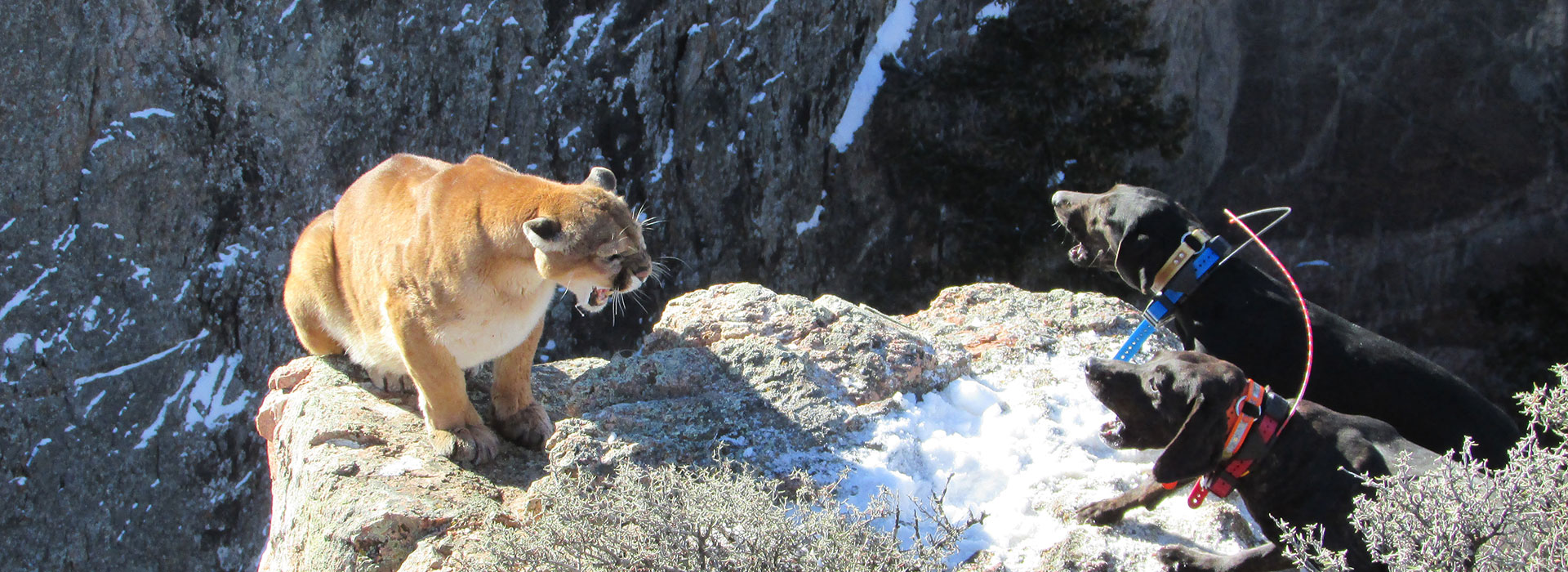 Mountain Lion