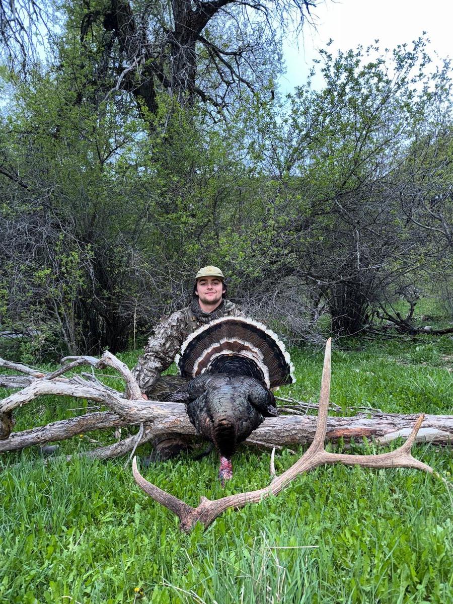 Wyoming Merriam Turkeys