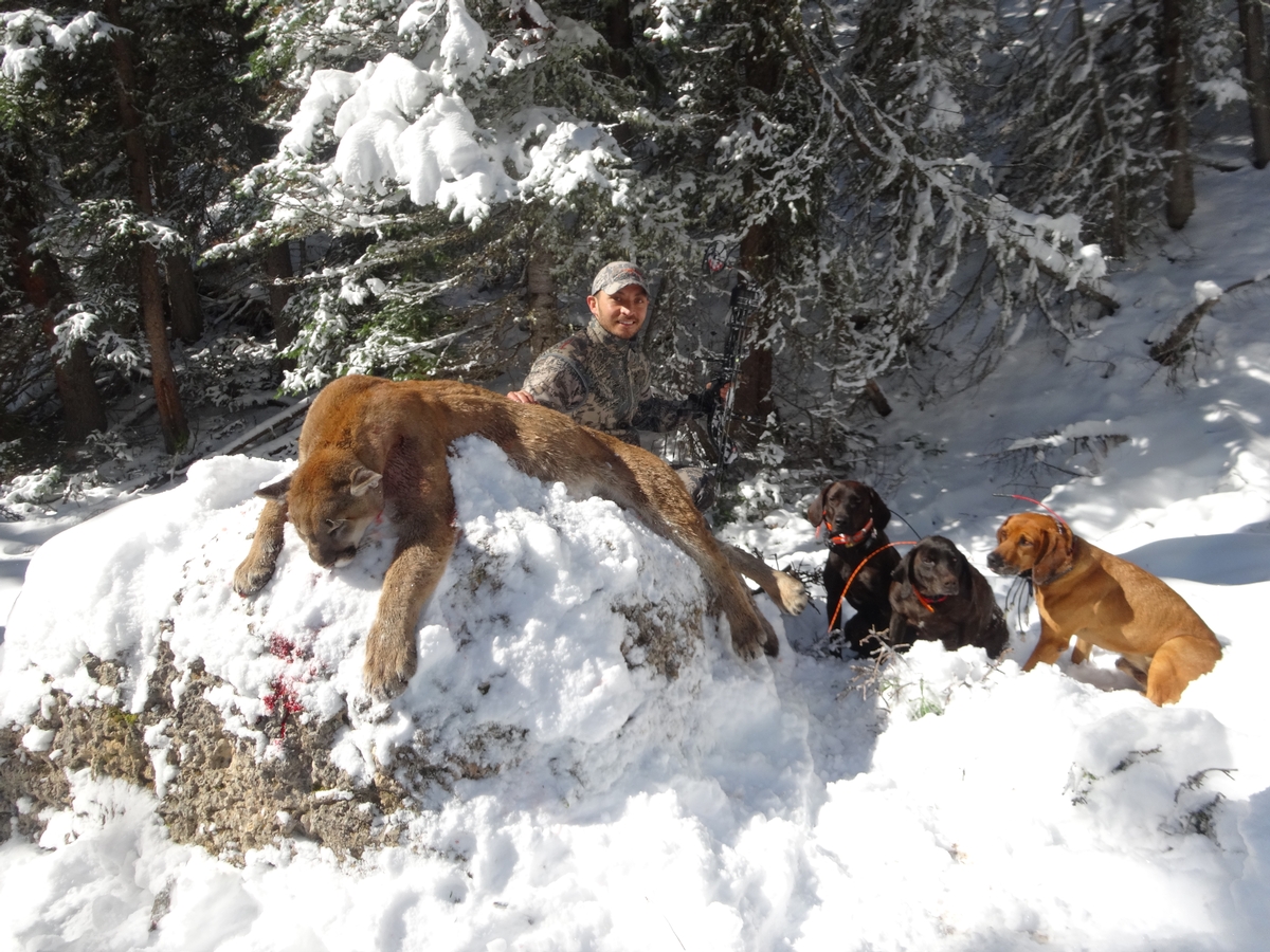 Trophy Mountain Lion Hunts