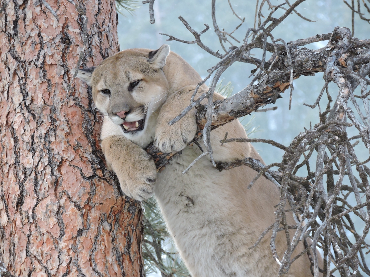 Lion Hunts WY