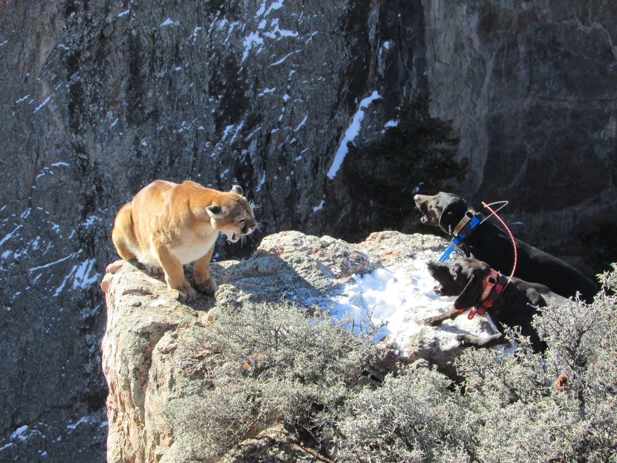 Mountain Lion Hunting