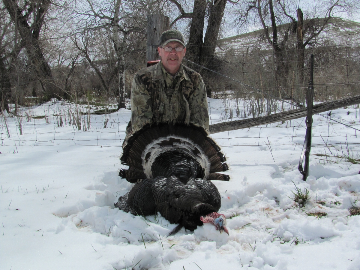 Turkey Hunts in Wyoming