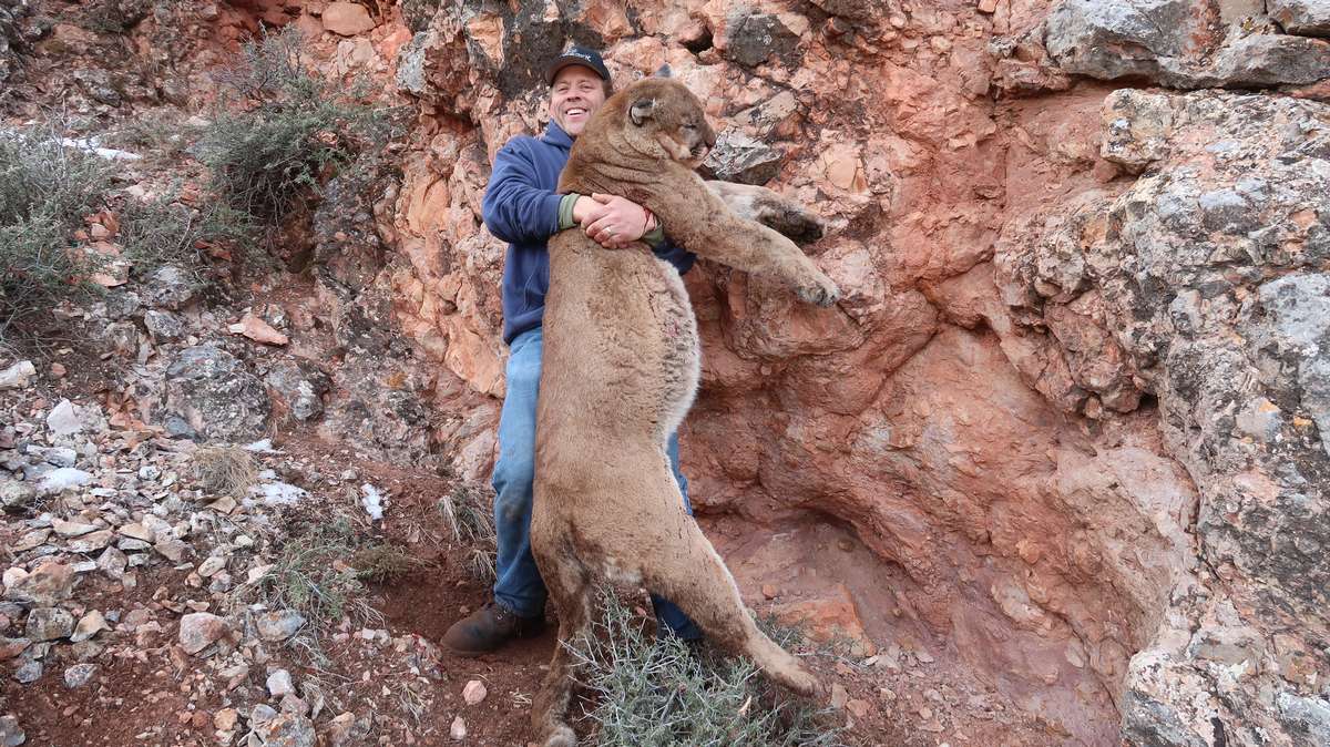 Wyoming Mountain Lion Hunts