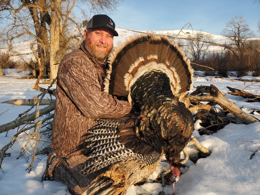 Merriam Turkey
