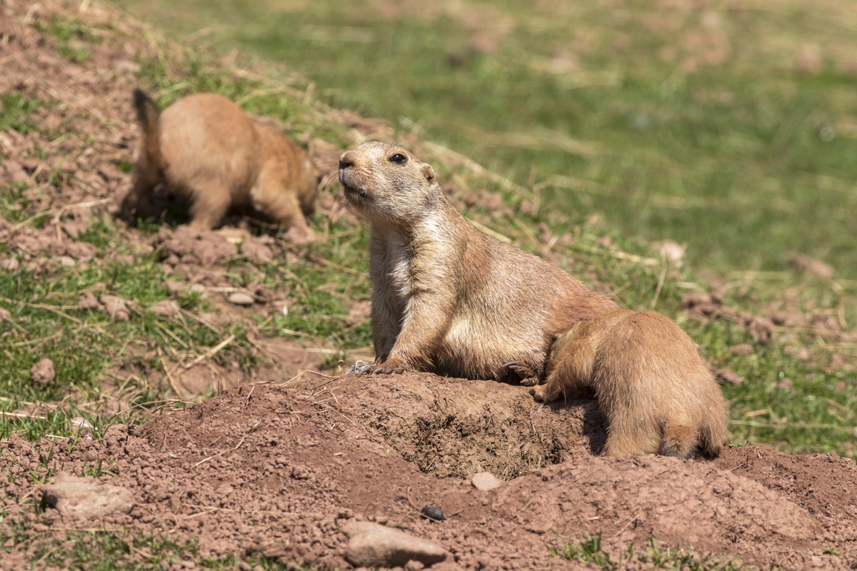 Prairie Dog Hunts