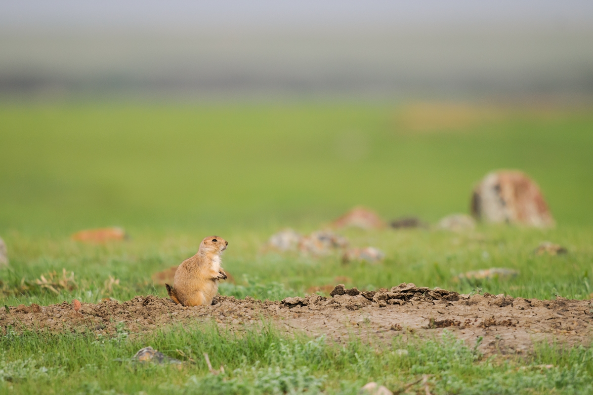 Prairie Dog Hunts Wyoming