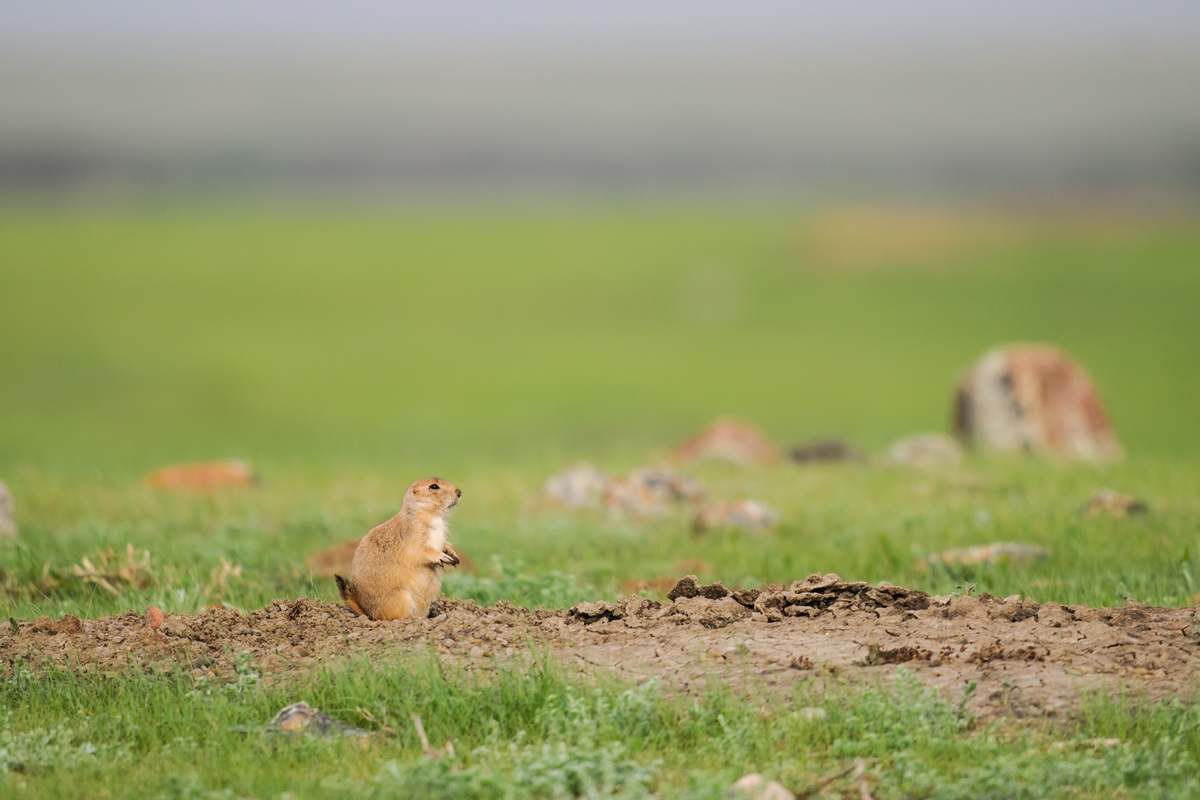 Prairie Dog Packages